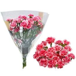 Assorted Mini Carnation Bunch 1 each