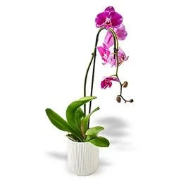 5" Phal Orchid Plant 1 each