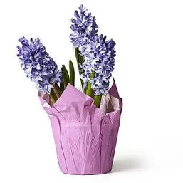 Van Hoekelen Greenhouses 36 6"Hyacinth" 1 each