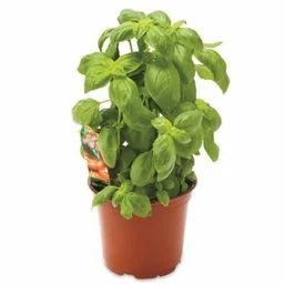 Potted Basil 6 in