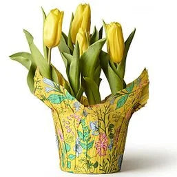 Assorted Tulips 6 in