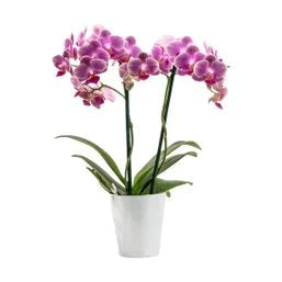 Silver Vase Tea Cup Orchid 3 in
